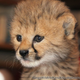 Illustration for article titled ZOMG CONSOLIDATED CUTENESS OF THE BABY ANIMALS!!!